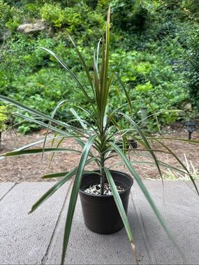 Dracaena Marginata Aka Dragon Tree Plant